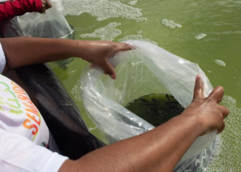 Unidades de criação de camarão e tilápia ganham investimentos no semiárido piauiense